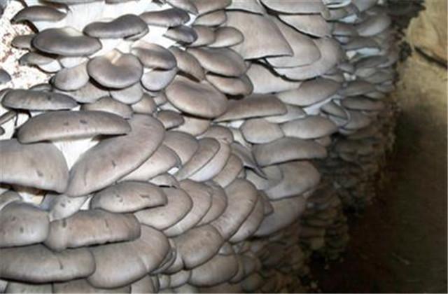 平菇的栽培种植技术和管理，平菇的栽培技术