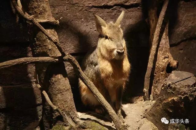 大熊猫太古里，音乐剧《熊猫》将在成都大熊猫繁育研究基地试演