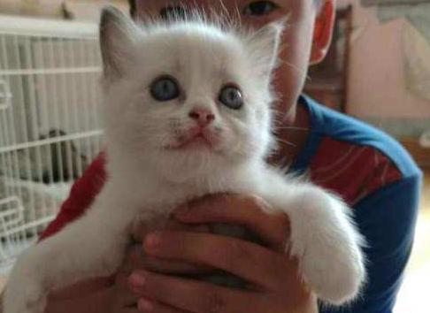 猫藓应该怎么治疗，猫藓为什么难根治