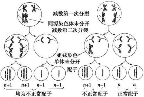 世界上有几种性别，人类六种性别是哪些（为什么没有第三种性别）