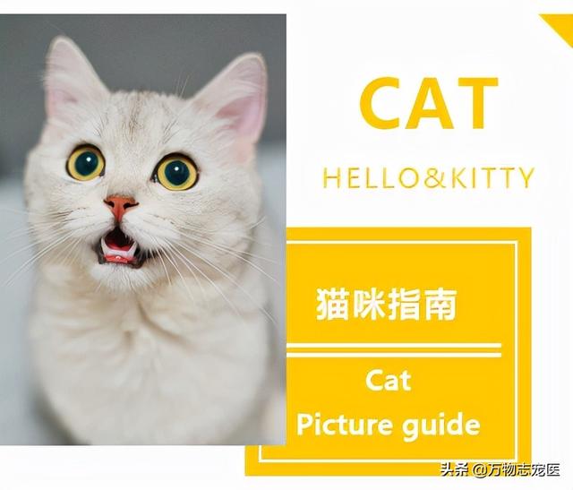 猫的品种有哪些，猫咪品种大全介绍各种品种的猫（那些常见的猫咪品种大盘点）