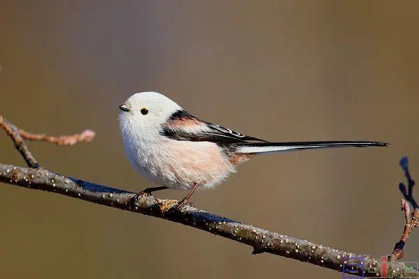 美国国鸟的品种，欧洲各国国鸟大全