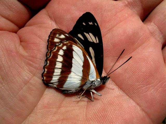 最常见的蝴蝶有哪几种，夏日赏蝶正当时