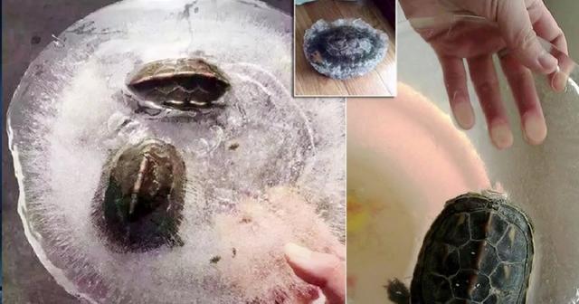 龟壳，龟壳知识大全集