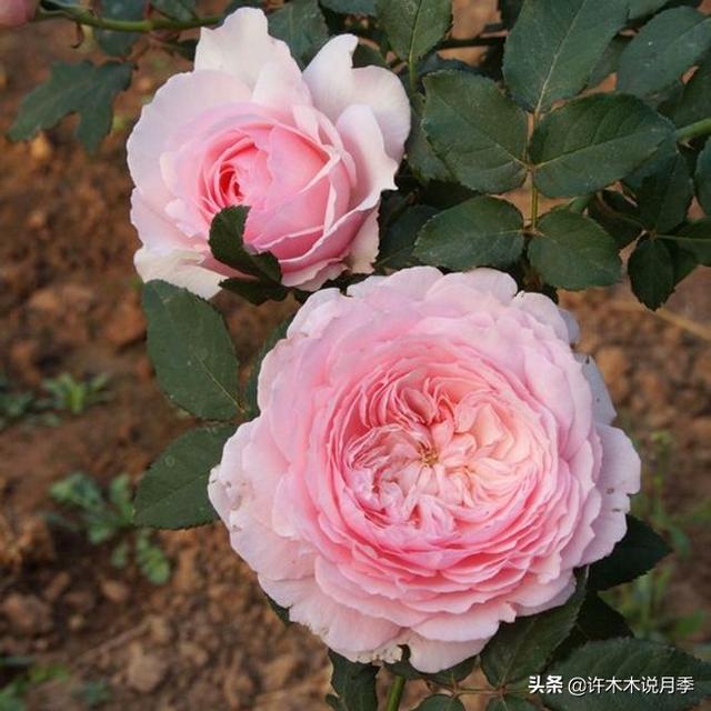 草莓杏仁饼月季，花期长耐晒勤花多头月季推荐（让人口水直流的两款月季）