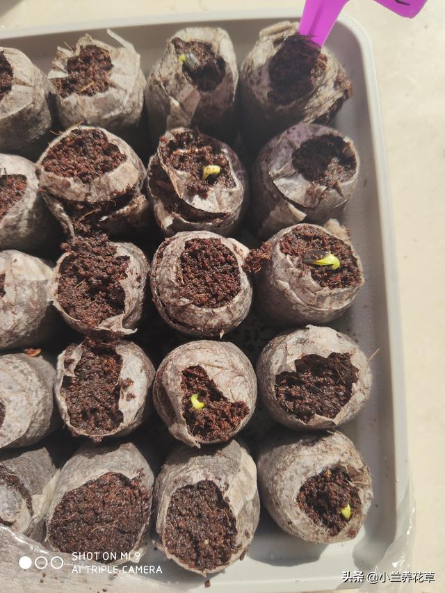 向日葵泰迪熊种子，夏天收获一片花海