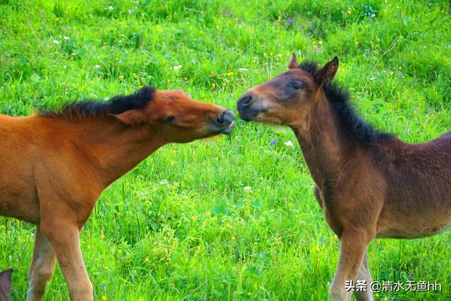 京北第一天路草原最佳游览，你在千松坝御风自驾