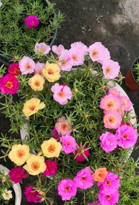 最适合家庭净化空气的花，17种公认的养人花