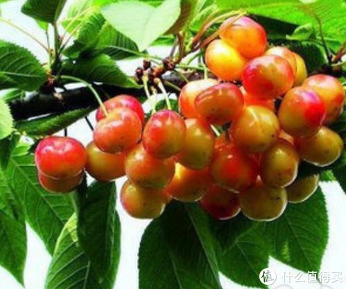 国产樱桃品种对比，国产樱桃品种及购买一些介绍