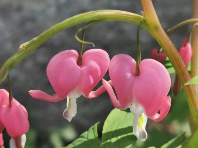 清明适合赏花的地方，纷纷春雨过后是最美人间四月天