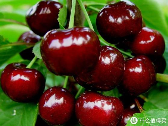 国产樱桃品种对比，国产樱桃品种及购买一些介绍