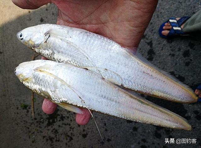 长江名贵鱼前十名，有哪些名贵的淡水鱼（国内最昂贵的10种鱼类）