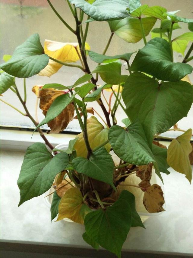 鱼缸适合养的植物，鱼缸里面可以养3种植物