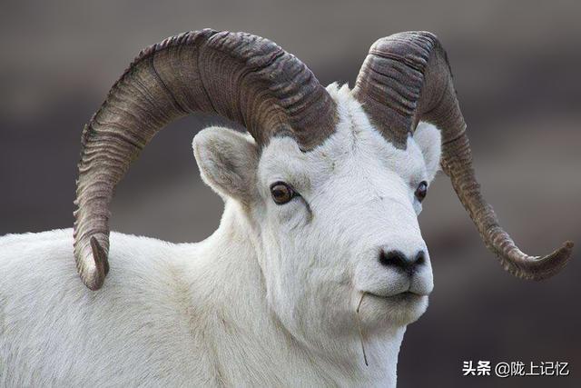 十羊九不全是什么意思，关于十羊九不全的说法（一全站殿前”羊的这些知识你知道吗）