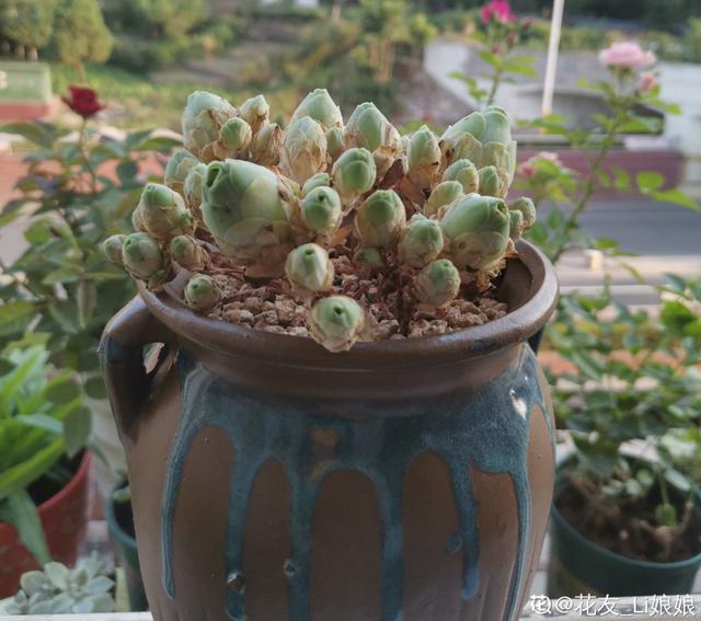 养花换个方法长得更旺，养花小技巧让你从新手到高手