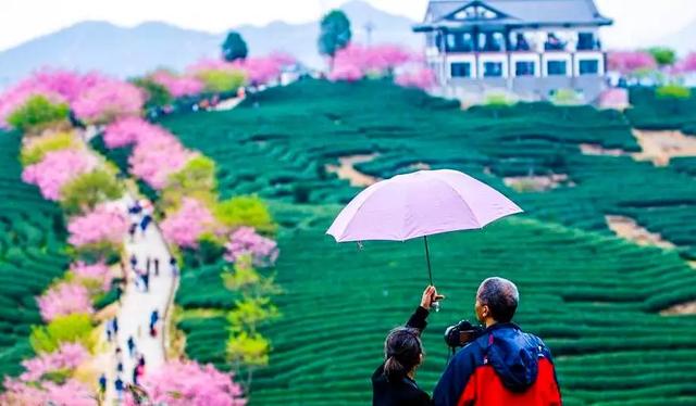 广东深圳看樱花最好看的地方，深圳几个免费赏樱花的地方