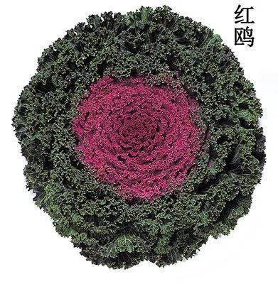 冬天比较耐冻的花，这花冬天不怕冷