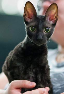 10种最聪明的卷毛猫，人气超高却买不起的猫