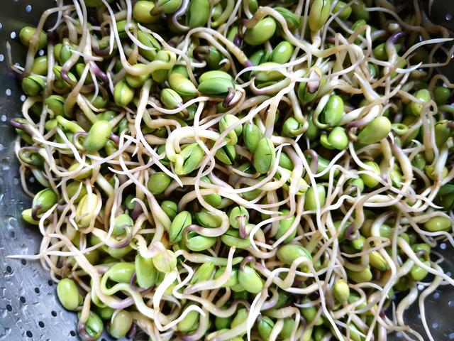 如何生绿豆芽和黄豆芽，不用土壤不用肥料