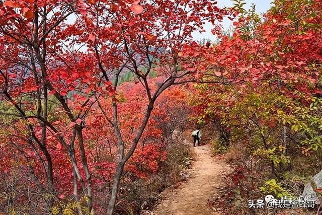 禹州值得去的景点，周末撒欢好去处