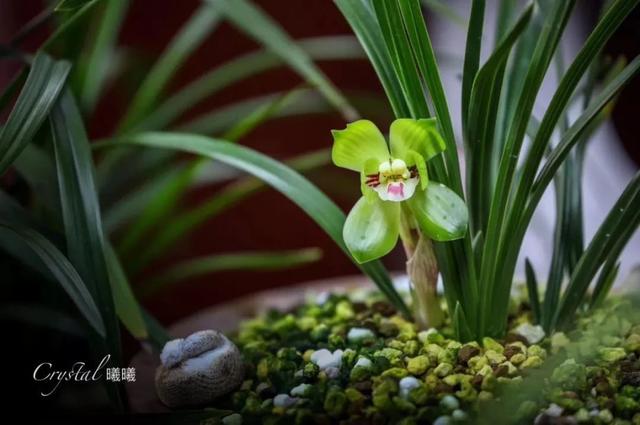 家庭适合养哪种兰花，一盆这样的兰花可以在北京换一套房子