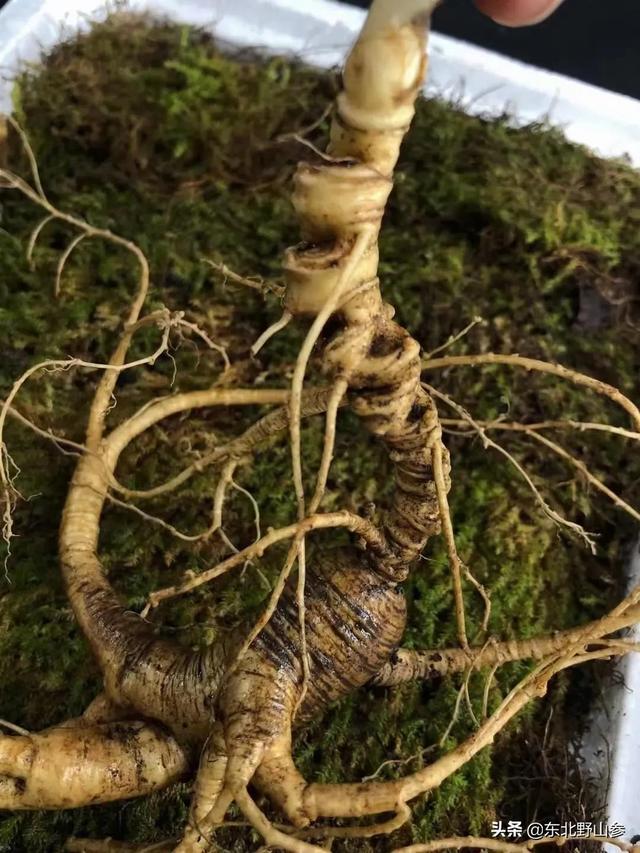 平常买的人参大多是什么，人参的觅货到底是什么