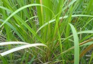 为什么很多人去印尼打工，记录印尼打工生活点滴