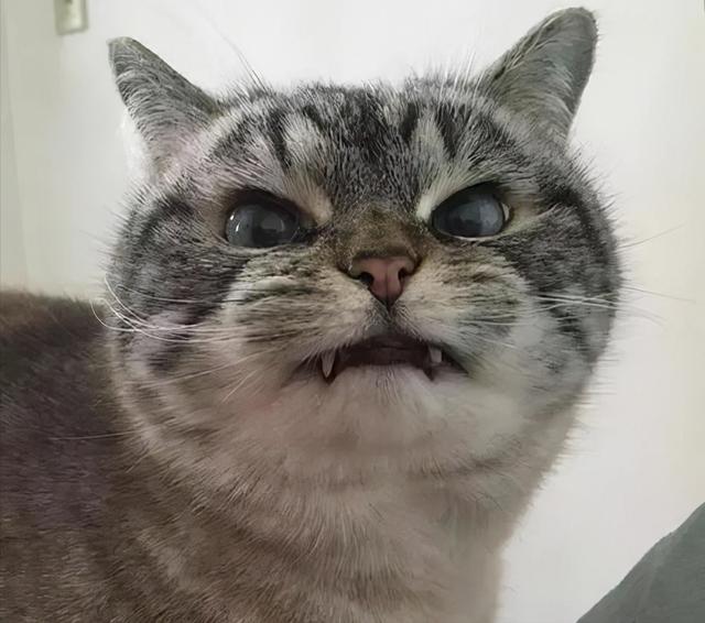 猫猫为啥会有皮肤病，猫猫疾病四你对猫猫的疾病知多少