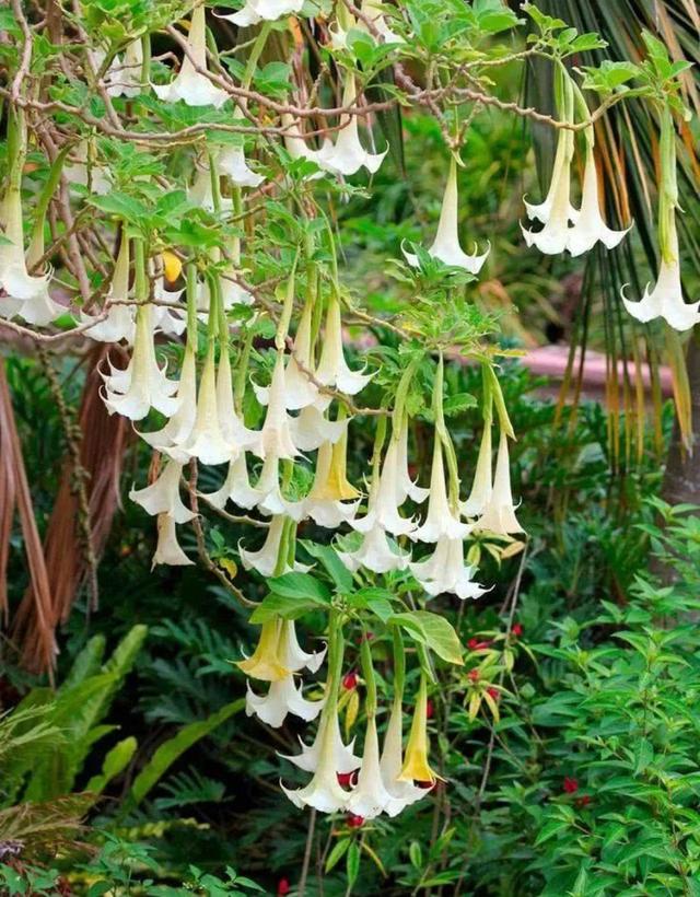 八种常见有毒花，这15种大毒花