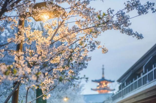 拈花湾攻略必去景点，1600亩拈花湾樱花海