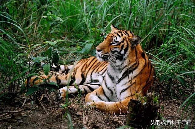 豹虎猫科动物图鉴，盘点所有猫科动物的杂交品种