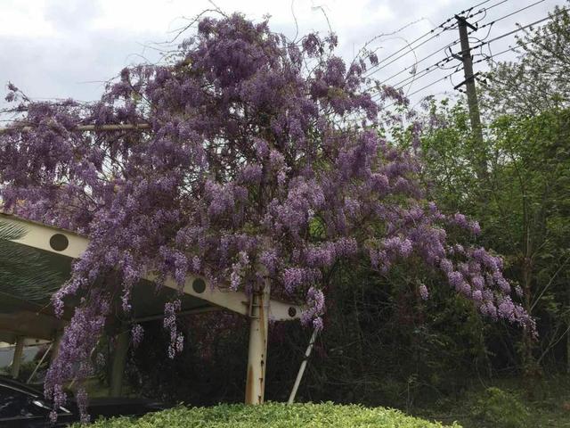 适合庭院养的紫藤花，阳台、院子就种一棵紫藤
