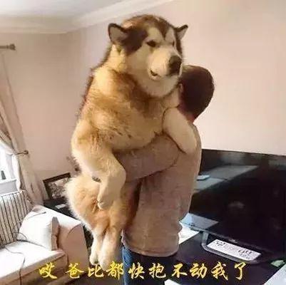 哪些狗狗性格温顺又便宜智商高，公认傻狗排行榜