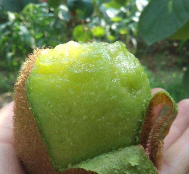 深山野生小猕猴桃怎么吃，资源县仿野生红心猕猴桃