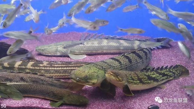 热带观赏鱼曼龙鱼，大型热带鱼刚果恐龙王鱼的寿命及饲养方式