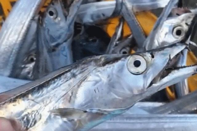 干炸带鱼怎么做又脆又香，干炸带鱼的做法