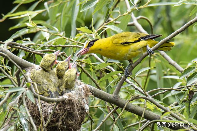 各种黄鹂鸟的各种叫声，大自然的小小精灵——黄鹂鸟