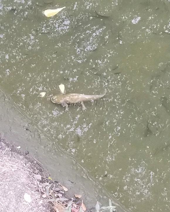 鲶鱼长出四条腿，野生鲶鱼是四川省保护动物