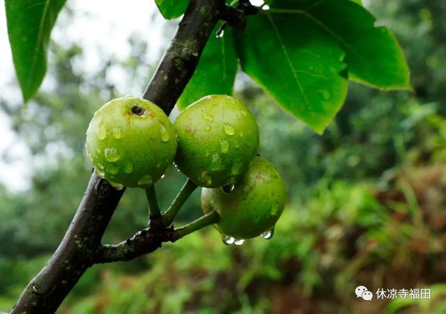 真实的罗汉岩传说，仙岩九狮一象的传说