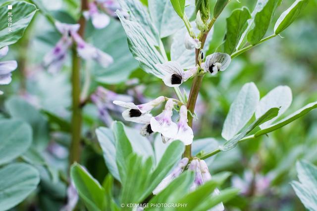 全国春季赏花时间表，收好这10个踏春赏花推荐