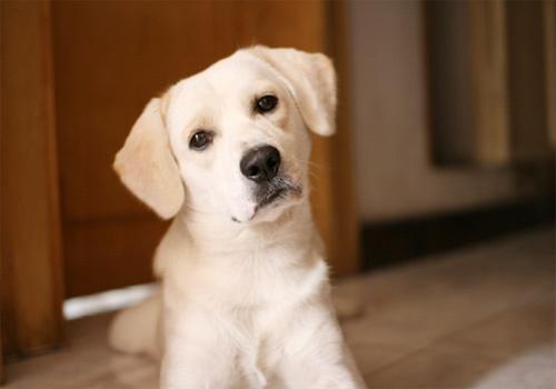 拉布拉多性格好又聪明，拉布拉多的性格特点和脾气