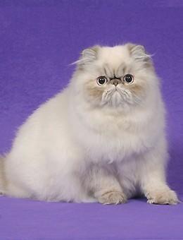 世界名猫品种，世界名猫品种大全