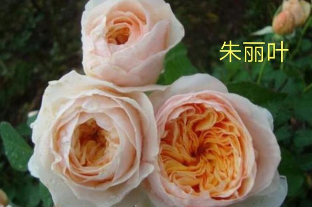 奥斯汀月季哪种最经典，香味浓郁还好养活。香味控别错过