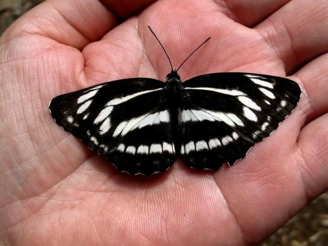 最常见的蝴蝶有哪几种，夏日赏蝶正当时