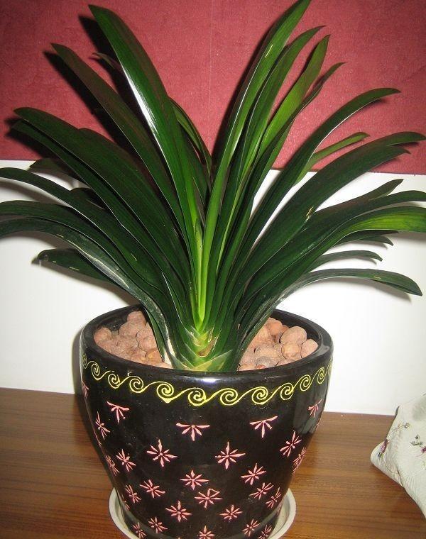 君子兰怎么浇水，君子兰的养殖方法和浇水方法