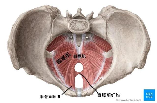 盆底肌肉训练方法，一般盆底肌的正确锻炼方法