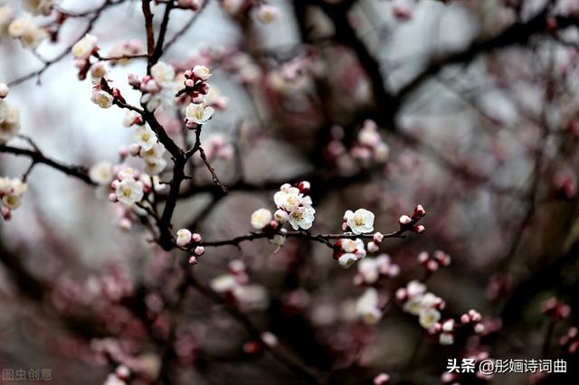 山野间泡茶的诗句，一曲丝竹慢品茶