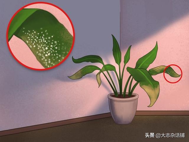 生活中有哪些害虫，常被你忽视的害虫