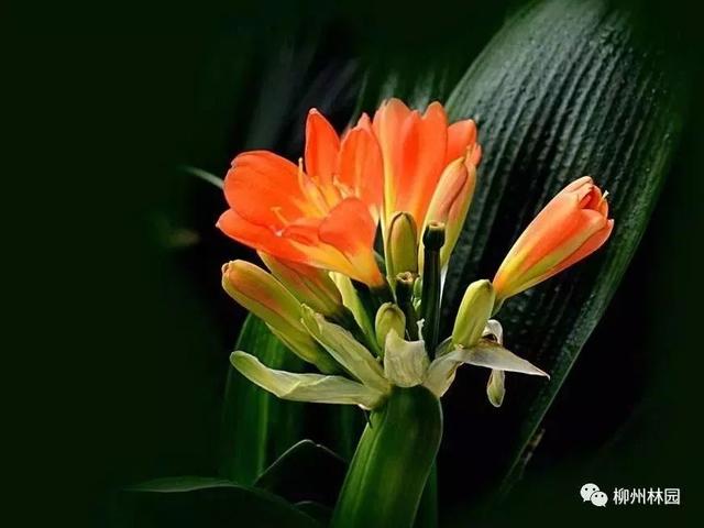 父亲节应该用什么花，推荐几款适合送给父亲的花