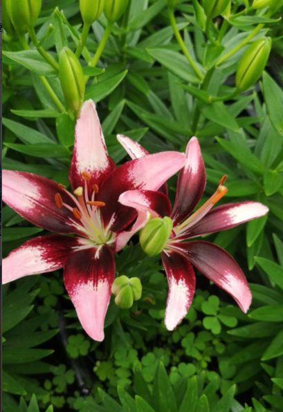 麝香百合开花后的养护，百合花期后的养护方法